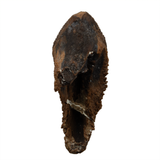 Large Rooted Triceratops tooth - 1.73 inch