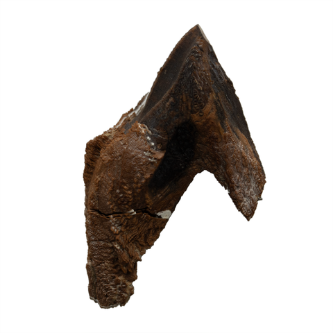 Large Rooted Triceratops tooth - 1.73 inch