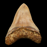 Megalodon Shark Tooth - 5.17 Inches