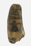 Suchomimus Tooth - 1.51 Inch