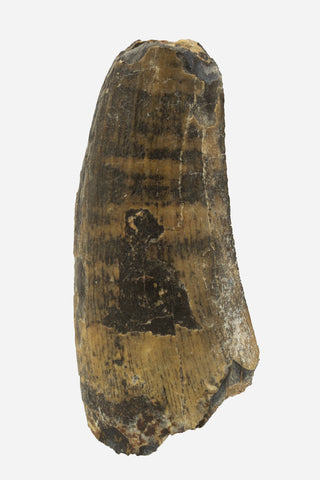 Suchomimus Tooth - 1.51 Inch