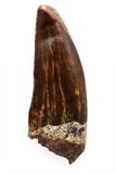 Carcharodontosaurid pathology tooth - 1.31 inch