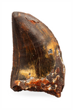Carcharodontosaurid tooth - 1.39 inch