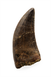 Nanotyrannus tooth - 1.06 inch