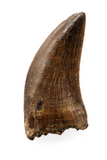 Nanotyrannus tooth - 1.05 inch