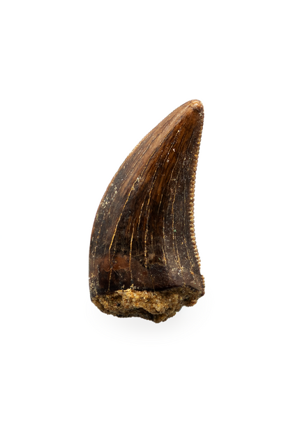Nanotyrannus tooth - 0.58 inch
