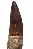Spinosauridae tooth (Mint) - 3.04 inch