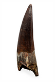 Spinosauridae tooth (Mint) - 3.04 inch