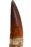 Spinosauridae tooth - 3.52 inch