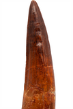 Spinosauridae tooth - 3.32 inch