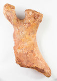 Elosuchus Cherifiensis ischium - 11 inches