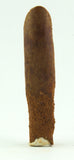 Rebbachisauridae sp. - 1.89 inch