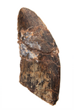 Megalosauridae tooth - 1.76 Inch