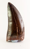 Carcharodontosaurus Saharicus - 1.97 inch