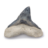 Bull Shark Tooth - Bone Valley