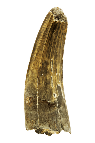 Suchomimus Tooth - 1.44 Inch