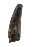 Suchomimus Tooth - 1.15 Inch