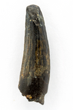 Suchomimus Tooth - 1.15 Inch