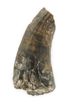 Suchomimus Tooth - 1.52 Inch