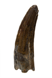 Suchomimus Tooth - 1.38 Inch