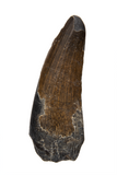 Suchomimus Tooth - 1.27 Inch