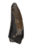 Suchomimus Tooth - 1.27 Inch