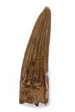 Suchomimus Tooth - 1.06 Inch