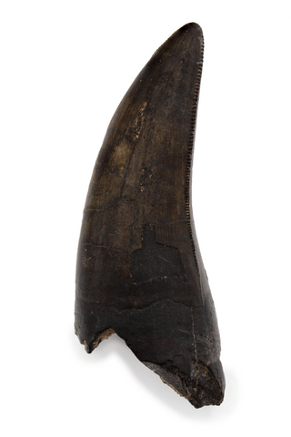 Eocarcharia tooth - 1.57 Inch