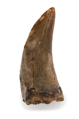 Eocarcharia tooth - 1.48 Inch