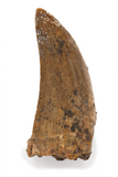 Eocarcharia tooth - 1.48 Inch