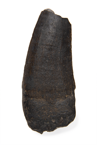 Suchomimus Tooth - 1.24 Inch