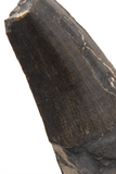 Suchomimus Tooth - 1.24 Inch
