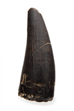 Suchomimus Tooth - 0.80 Inch