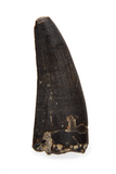 Suchomimus Tooth - 0.80 Inch