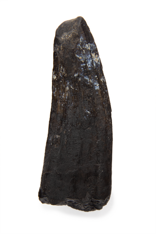 Suchomimus Tooth - 1.13 Inch