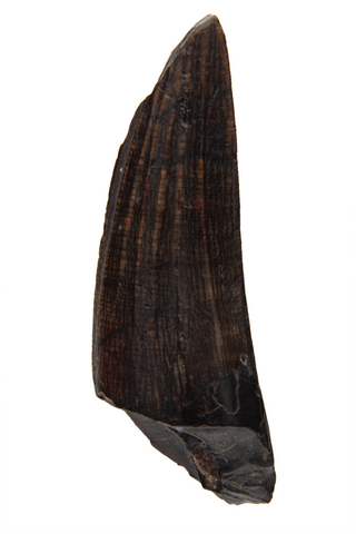 Suchomimus Tooth - 1.11 Inch