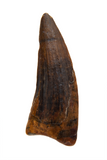 Suchomimus Tooth - 0.93 Inch