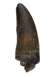 Suchomimus Tooth - 1.12 Inch