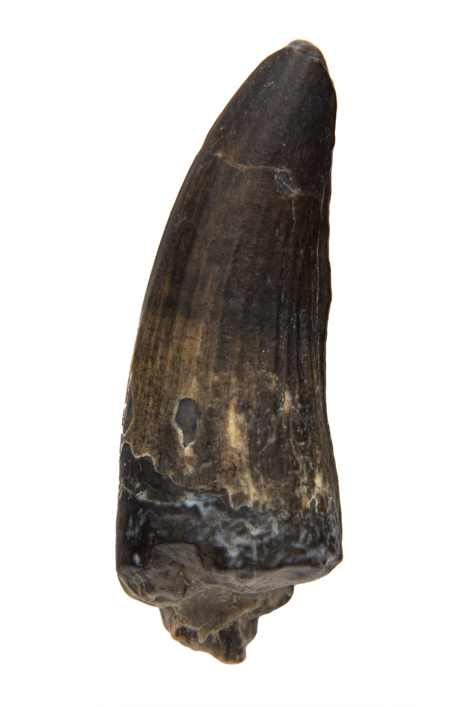 Suchomimus Tooth - 1.12 Inch – The Fossil Emporium