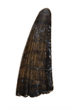 Suchomimus Tooth - 0.98 Inch