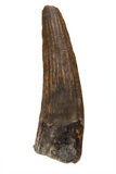 Suchomimus Tooth - 1.10 Inch