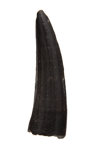 Suchomimus Tooth - 1.09 Inch