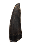 Suchomimus Tooth - 0.91 Inch