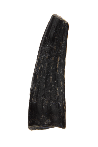 Suchomimus Tooth - 0.83 Inch