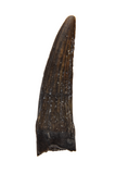 Suchomimus Tooth - 0.84 Inch