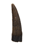 Suchomimus Tooth - 0.84 Inch