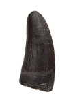 Juvenile Suchomimus Tooth - 0.66 Inch