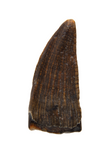 Juvenile Suchomimus Tooth - 0.68 Inch