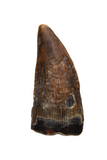 Juvenile Suchomimus Tooth - 0.68 Inch