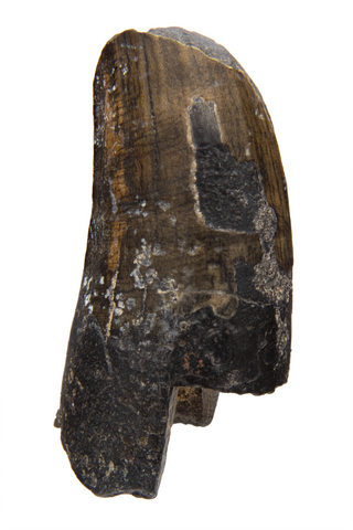 Suchomimus Tooth - 1.09 Inch